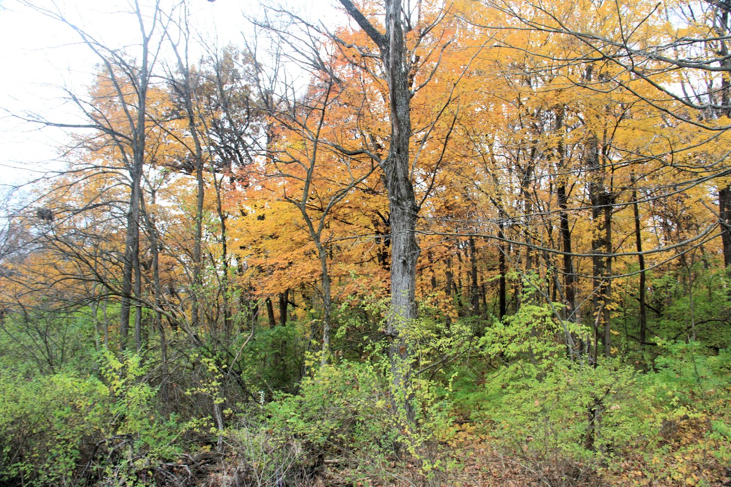 Rock Cut State Park 